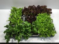 Mix Salat Gem&uuml;seschalen 18,5 x 13,5 cm